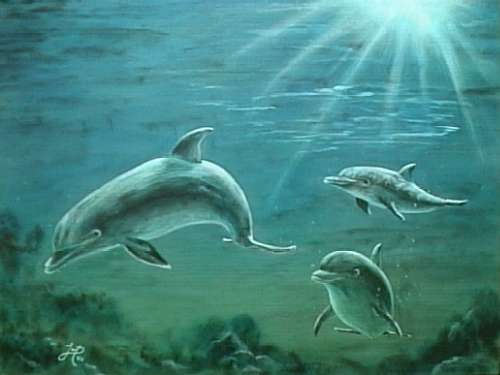 hd_dolphins